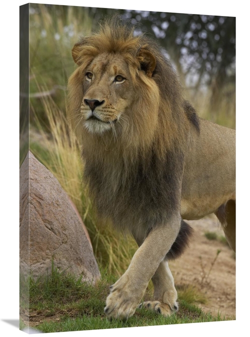 Global Gallery GCS-450878-2030-142 20 x 30 in. African Lion Male Portr