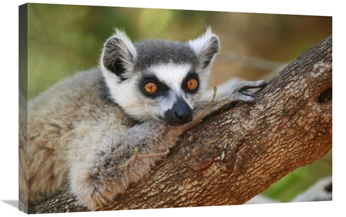 Global Gallery GCS-398116-2030-142 20 x 30 in. Ring-Tailed Lemur Resti