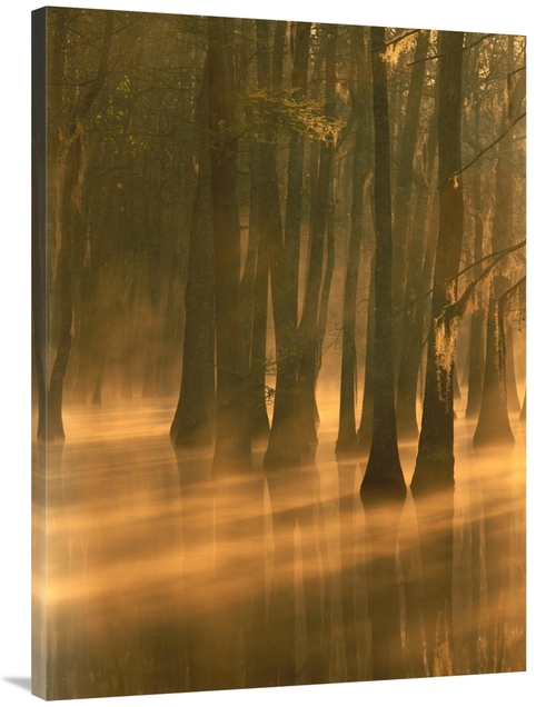 Global Gallery GCS-452057-3040-142 30 x 40 in. Bald Cypress Swamp,