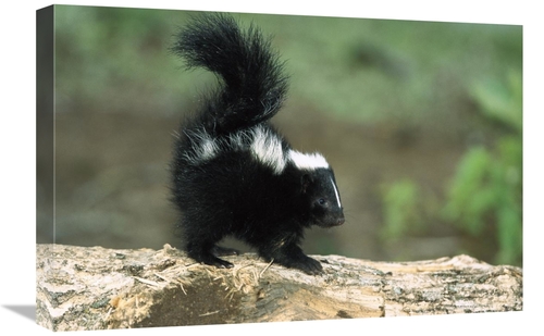 Global Gallery GCS-452555-1624-142 16 x 24 in. Striped Skunk Kit on Lo