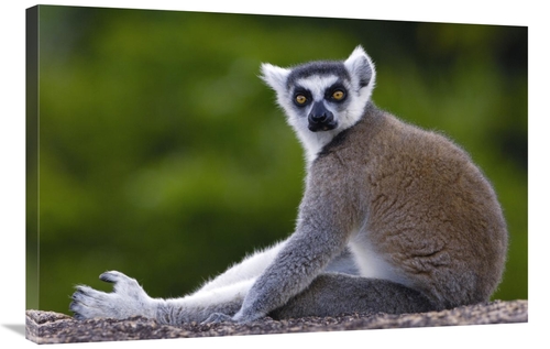 Global Gallery GCS-453256-2436-142 24 x 36 in. Ring-Tailed Lemur Portr