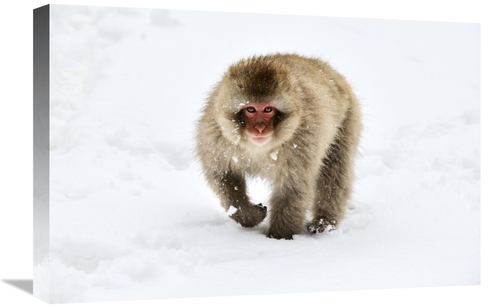Global Gallery GCS-395694-1624-142 16 x 24 in. Japanese Macaque Walkin