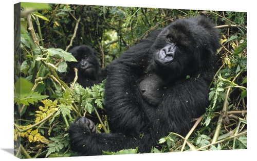 Global Gallery GCS-452776-2030-142 20 x 30 in. Mountain Gorilla Female