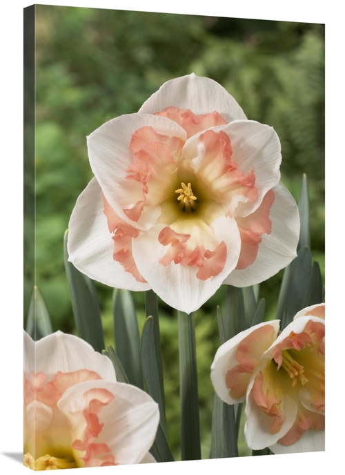 Global Gallery GCS-398374-2436-142 24 x 36 in. Daffodil Pink Wonder Va