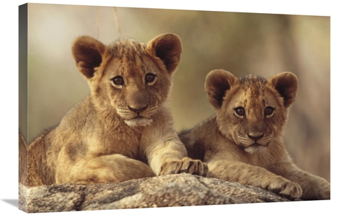 Global Gallery GCS-396905-2030-142 20 x 30 in. African Lion Cubs Resti