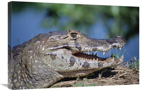 Global Gallery GCS-451486-2030-142 20 x 30 in. Jacare Caiman Portrait&