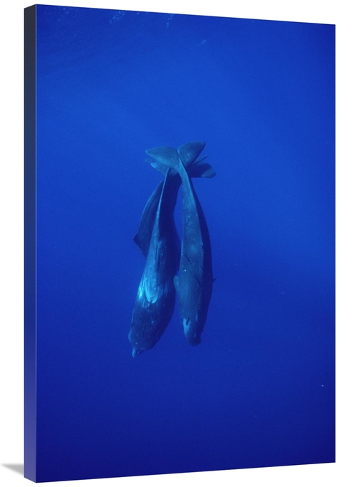 Global Gallery GCS-450611-2436-142 24 x 36 in. Sperm Whale Trio Diving