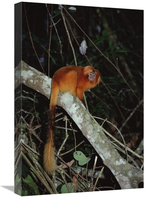 Global Gallery GCS-451483-1624-142 16 x 24 in. Golden Lion Tamarin&#44