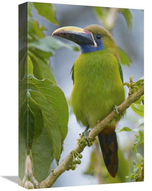 Global Gallery GCS-397265-1218-142 12 x 18 in. Emerald Toucanet, C