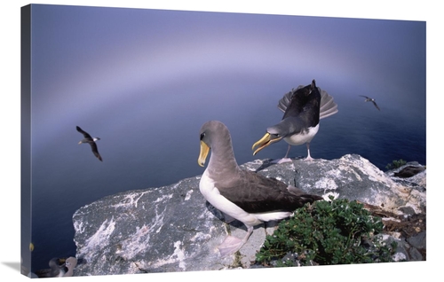 Global Gallery GCS-451780-2436-142 24 x 36 in. Chatham Albatross Pair 