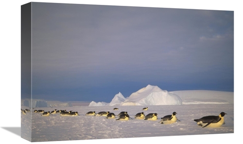 Global Gallery GCS-451120-1218-142 12 x 18 in. Emperor Penguins Tobogg