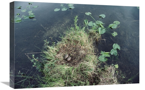 Global Gallery GCS-451880-1624-142 16 x 24 in. Common Loon Nest with E