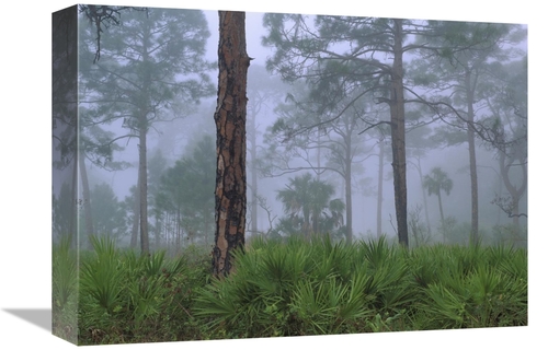 Global Gallery GCS-396620-1216-142 12 x 16 in. Saw Palmetto & Pine Tre