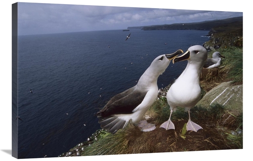 Global Gallery GCS-451815-2436-142 24 x 36 in. Grey-Headed Albatrosses