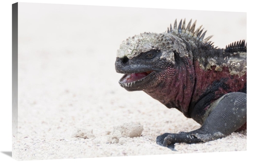 Global Gallery GCS-395604-2436-142 24 x 36 in. Marine Iguana, Gala
