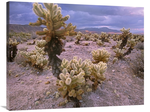 Global Gallery GCS-396617-3040-142 30 x 40 in. Teddy Bear Cholla Cacti