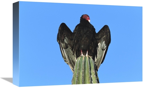 Global Gallery GCS-453310-1218-142 12 x 18 in. Turkey Vulture Perching