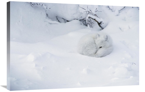 Global Gallery GCS-395433-2436-142 24 x 36 in. Arctic Fox Curled Up in