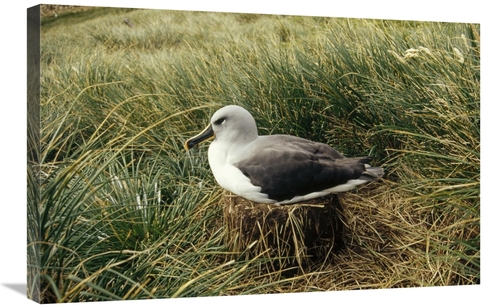 Global Gallery GCS-451299-2030-142 20 x 30 in. Grey-Headed Albatross N