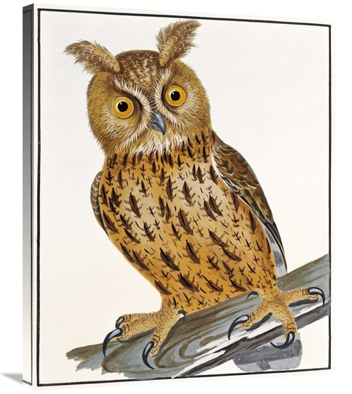 Global Gallery GCS-268247-30-142 30 in. Owl Art Print - William Lewin