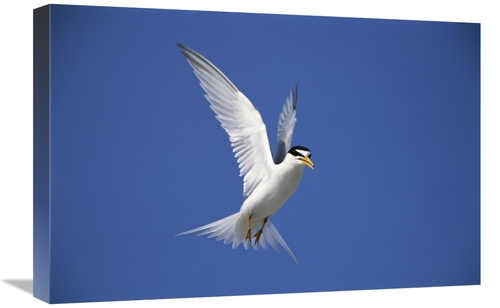 Global Gallery GCS-453273-1624-142 16 x 24 in. Least Tern Flying Again