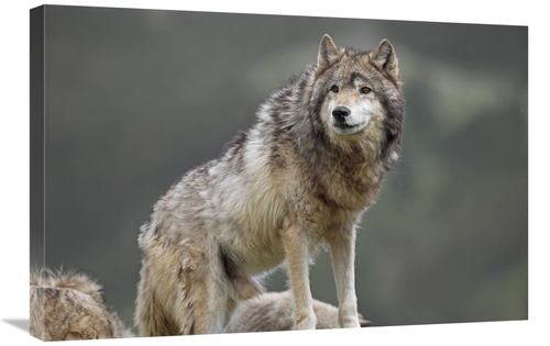 Global Gallery GCS-452260-2030-142 20 x 30 in. Gray Wolf, North Am