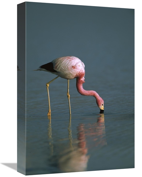 Global Gallery GCS-453168-1218-142 12 x 18 in. Andean Flamingo Feeding