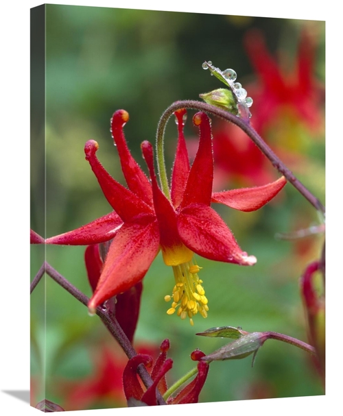 Global Gallery GCS-452002-1824-142 18 x 24 in. Wild Columbine with Dro