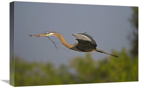 Global Gallery GCS-453346-1624-142 16 x 24 in. Great Blue Heron Flying