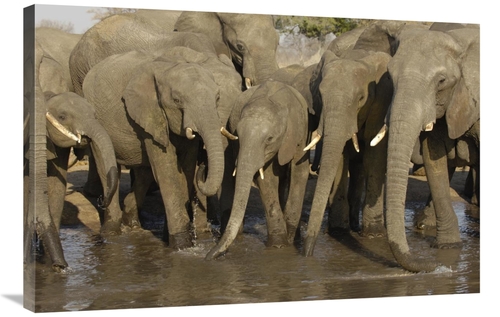 Global Gallery GCS-453269-2436-142 24 x 36 in. African Elephant Herd A