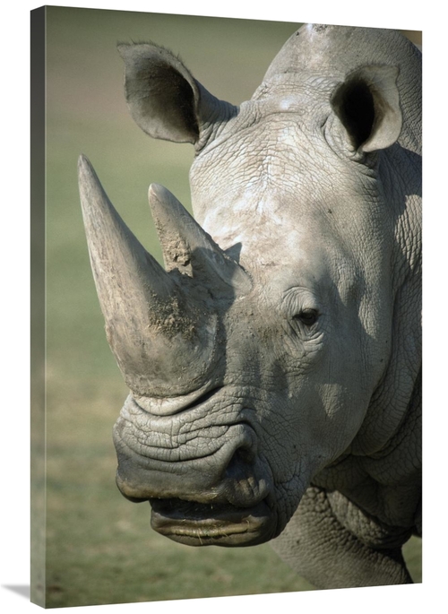 Global Gallery GCS-450818-2436-142 24 x 36 in. White Rhinoceros Portra