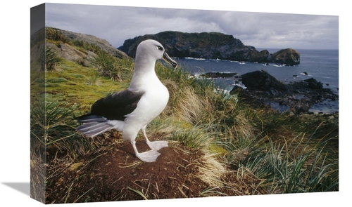 Global Gallery GCS-451301-1218-142 12 x 18 in. Grey-Headed Albatross A