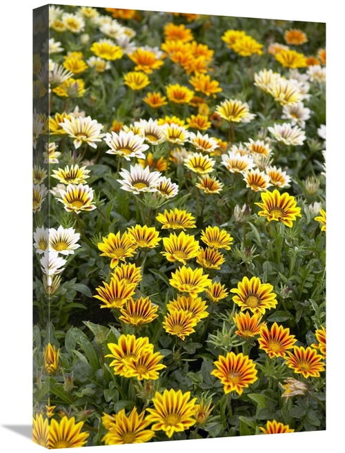 Global Gallery GCS-398326-1624-142 16 x 24 in. Gazania Flowers Art Pri