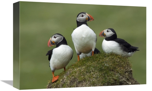 Global Gallery GCS-398246-1218-142 12 x 18 in. Atlantic Puffin Group&#