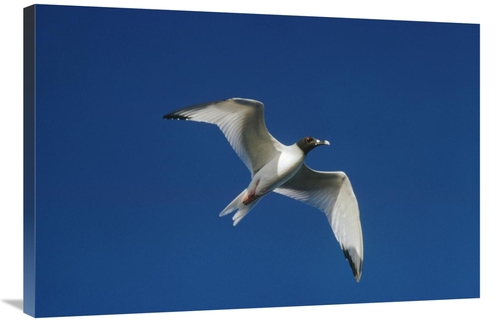 Global Gallery GCS-451297-2436-142 24 x 36 in. Swallow-Tailed Gull Fly