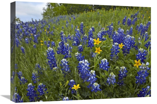 Global Gallery GCS-396754-1824-142 18 x 24 in. Bluebonnet & Texas Yell