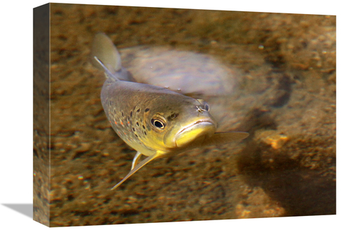 Global Gallery GCS-486637-16-142 16 in. Behind You Art Print - Vic Sch