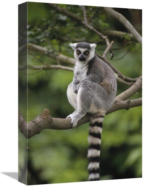 Global Gallery GCS-452744-1218-142 12 x 18 in. Ring-Tailed Lemur Sitti