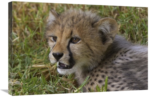 Global Gallery GCS-450859-2030-142 20 x 30 in. Cheetah Cub Portrait&#4