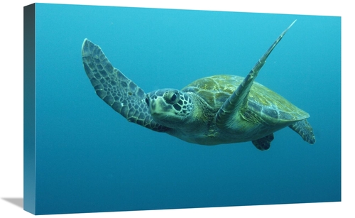 Global Gallery GCS-397909-1624-142 16 x 24 in. Green Sea Turtle Swimmi