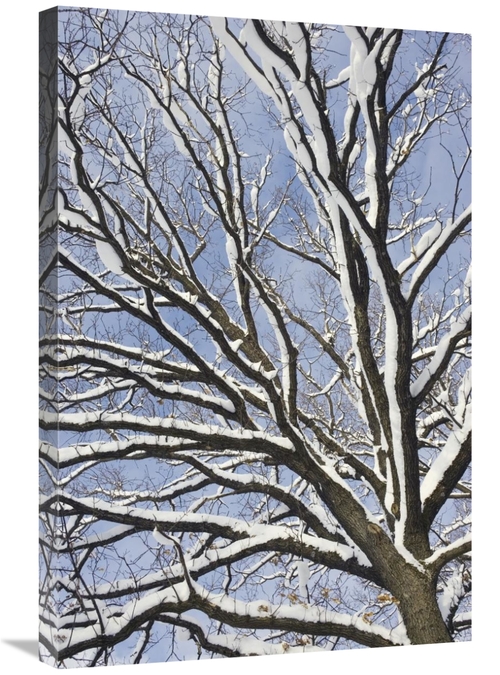 Global Gallery GCS-452582-2030-142 20 x 30 in. English Oak Tree in Sno