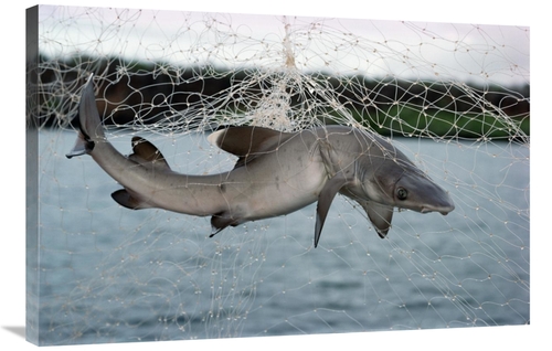 Global Gallery GCS-451146-2436-142 24 x 36 in. Illegal Gillnet Fishing