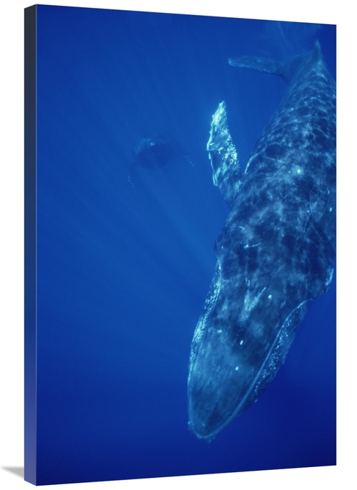 Global Gallery GCS-451000-2436-142 24 x 36 in. Humpback Whale Singer &