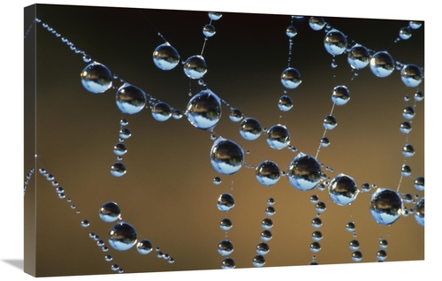 Global Gallery GCS-398022-2030-142 20 x 30 in. Raindrops on A Spider W