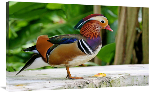 Global Gallery GCS-486592-44-142 44 in. Mandarin Duck Art Print - Vic 