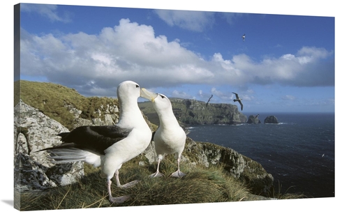 Global Gallery GCS-451594-44-142 44 in. White-Capped Albatross Pair Co