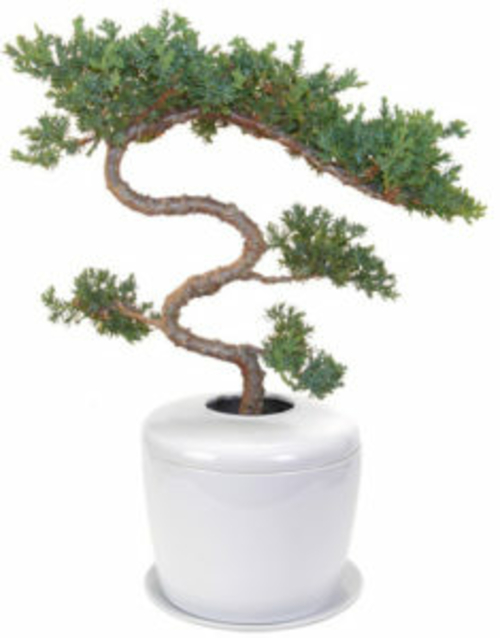 Trained & Tiered Juniper Tree (juniper procumbens "nana") and