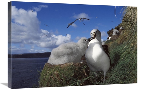 Global Gallery GCS-451615-2030-142 20 x 30 in. Grey-Headed Albatross C