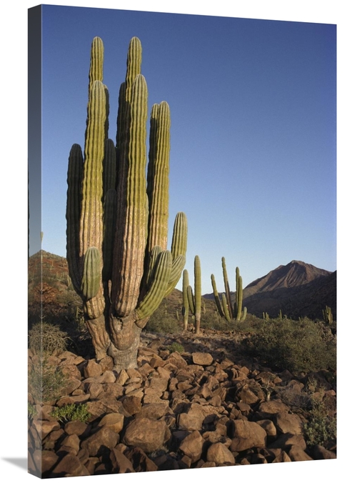 Global Gallery GCS-395627-2030-142 20 x 30 in. Cardon Cacti in Dry Arr