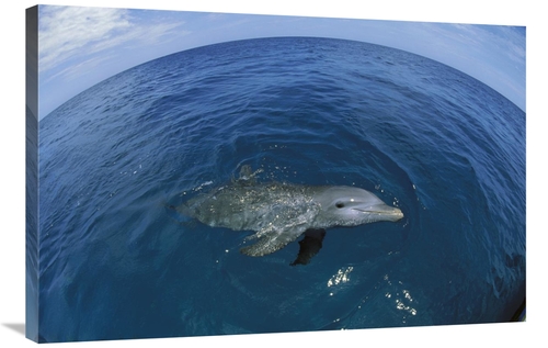 Global Gallery GCS-452635-2436-142 24 x 36 in. Bottlenose Dolphin Surf